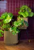 Two potted plants are displayed indoors against a tiled wall and wooden floor. Produktbild-Vorschau