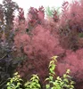 Perückenstrauch ´ROYAL PURPLE´ 40-50 cm, Cont. 2,5 l Produktbild-Vorschau 7