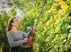 Einhell accu-heggenscharen GP-CH 18/50 Li BL-Solo Productafbeelding-voorbeeld 21