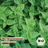 Samenliebe  Brennnessel Samen | Große Brennnessel - Produktbild-Vorschau 4