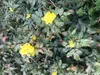 Mahonia Aquifolium - Mahonie 25-30 cm Container - Produktbild-Vorschau 2