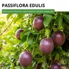 Maracuja Passionsfrucht Samen - Passiflora edulis - Produktbild-Vorschau 2
