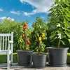 Three potted plants (tomatoes, peppers, and a fig tree) are arranged on a patio next to a white bench, with a lush green garden and blue sky in the background. Produktbild-Vorschau