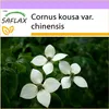 SAFLAX - Ázijské kvety - drieň obyčajný - Cornus kousa var. Náhľad obrázku produktu 10
