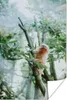 MuchoWow® Poster Zwergseidenäffchen im Baum 80x120 cm - Produktbild-Vorschau 1
