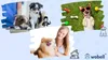 Tierrasierer zum Schneiden mit 4 Spitzen Nagelfeile Trimmer Produktbild-Vorschau 11