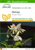 SAFLAX - Moringa - Moringa oleifera - 10 Samen - Mit Produktbild-Vorschau 1