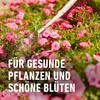 COMPO  Rosen Langzeit-Dünger mit Schafwolle 2 kg Produktbild-Vorschau 11