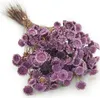 Getrocknete Glixia BIG (Comanthera) - Lavendel Produktbild-Vorschau 1