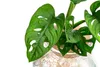 Dehner Waterplant Fensterblatt, Monstera adansonii, Produktbild-Vorschau 3