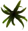 Mini-Bromelien-Set "Nature's Touch" - 4 Pflanzen mit Produktbild-Vorschau 4