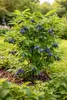 Mirtillo siberiano "Wojtek" circa 60 cm – Lonicera caerulea Anteprima dell’immagine prodotto 1