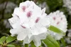 Rhododendron Hybr. 'Schneebukett', weiß, 30–40 cm Produktbild-Vorschau 5
