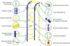 A diagram of a home climbing wall with various features highlighted by text labels and close-up images. Voir les images du produit