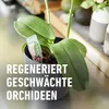 COMPO Orchideen-Aufbaukur - 5 Ampullen á 30 ml Produktbild-Vorschau 15