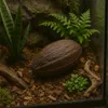 Getrocknete Kakaoschote Natur Braun 10–15 cm Deko Frucht Produktbild-Vorschau 8