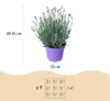 Lavendel Lavandula angustifolia Munstead winterhart lila 3 Produktbild-Vorschau 4