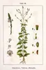 SAFLAX - Eisenkraut - Verbena officinalis - 250 Samen Produktbild-Vorschau 5