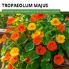 Kapuzinerkresse Rankende Mischung Samen - Tropaeolum majus Produktbild-Vorschau 2