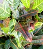BALDUR Garten 1x Wunderstrauch Kroton ca. 55-65 cm hoch, im Produktbild-Vorschau 2