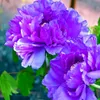 Paeonia suffruticosa 'Purple' Lila Strauchpfingstrose, Höhe Produktbild-Vorschau 1
