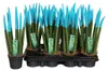 Sansevieria Cylindrica Straight – Spaghetti VELVET TOUCHZ® Podgląd zdjęcia produktu 1