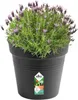 elho green basics Anzuchttopf 35cm - lebhaft schwarz Produktbild-Vorschau 7