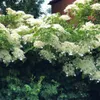 Kletterhortensie (Hydrangea anomala Petiolaris/Hortensie) Produktbild-Vorschau 5
