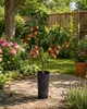 Litschi Kwai Mai Pink 100–140 cm – Litchi chinensis Lychee Produktbild-Vorschau 3