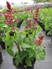 Garten-Blüten-Salbei Rockin Red Flamingo - Salvia hybride Produktbild-Vorschau 2