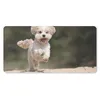 MuchoWow® Mauspad Mousepad Ein Shih Tzu Hund hüpft durch Produktbild-Vorschau 1