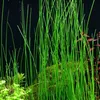Aquarium Pflanze 3 Stück Eleocharis montevidensis Tropica Produktbild-Vorschau 2