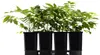 Glicynia (Wisteria) chińska Alba 2L Podgląd zdjęcia produktu 11