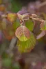 Viburnum plicatum 'Watanabe', Japanischer Schneeball, weiß, Produktbild-Vorschau 6