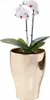A potted orchid plant in a gold pot against a white background. Anteprima dell’immagine prodotto