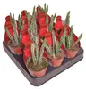 Senecio stapeliformis - Zuckerstangen-Sukkulente - Rarität Produktbild-Vorschau 3