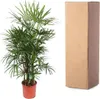 Steckenpalme - Rhapis Excelsa - Zimmerpflanze 190cm - Ø34cm Produktbild-Vorschau 3