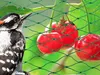 A bird is looking at cherries through a green net. Náhled obrázku produktu