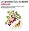 Berberina Pura 500 mg - Integratore Berberis aristata 98% Anteprima dell’immagine prodotto 5