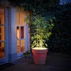 A potted plant illuminated by an LED light at night, next to a building with windows. Produktbild-Vorschau