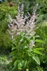 Muskatellersalbei, im Topf - Salvia sclarea Produktbild-Vorschau 6