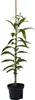 Esskastanie `Doré de Lyon´  (Maronenbaum) 60-80cm im Produktbild-Vorschau 4