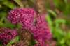 Spiraea japonica 'Anthony Waterer', Rote Sommerspiere, Produktbild-Vorschau 1