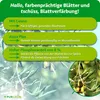 Purgrün Olivenbaum-Dünger 1 Liter Produktbild-Vorschau 3