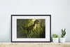MuchoWow® Gerahmtes Poster Dinosaurier - Pflanzen - Grün - Produktbild-Vorschau 4