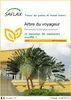 SAFLAX  - Arbre du voyageur - 8 graines - Ravenala Voir les images du produit 1