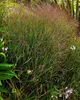 Stauden Gänge 1 x Panicum virgatum 'Squaw' im 1 Liter Topf Produktbild-Vorschau 3