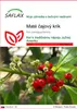 SAFLAX - Maté čajový krík - Ilex paraguariensis - 10 Semená Náhľad obrázku produktu 1