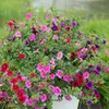 Bloomique - Mix 6 - Calibrachoa - Petunia drobnokwiatowa - Podgląd zdjęcia produktu 3