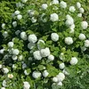 Sada 4 ruží snehových gúľ - Viburnum opulus "Roseum" - Náhľad obrázku produktu 2